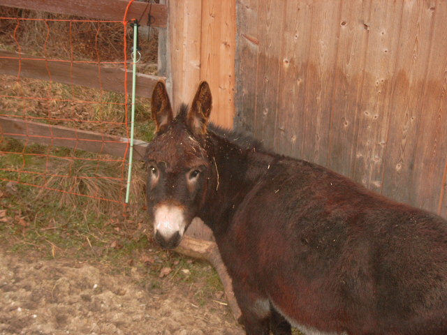 Pedro in Grossaufnahme