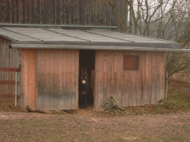 Pedro im Eingang des Stalls