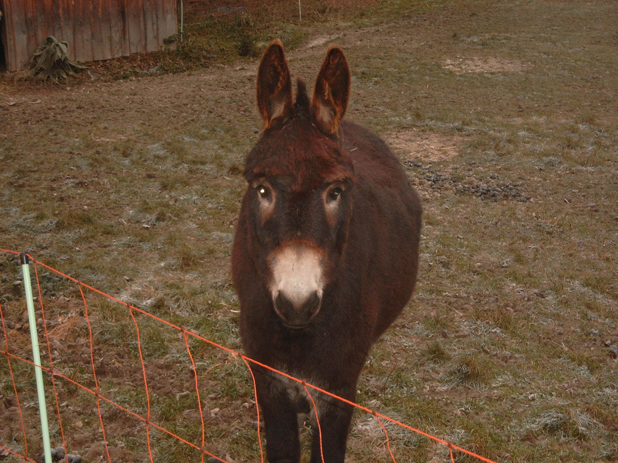 Pedro in Grossaufnahme