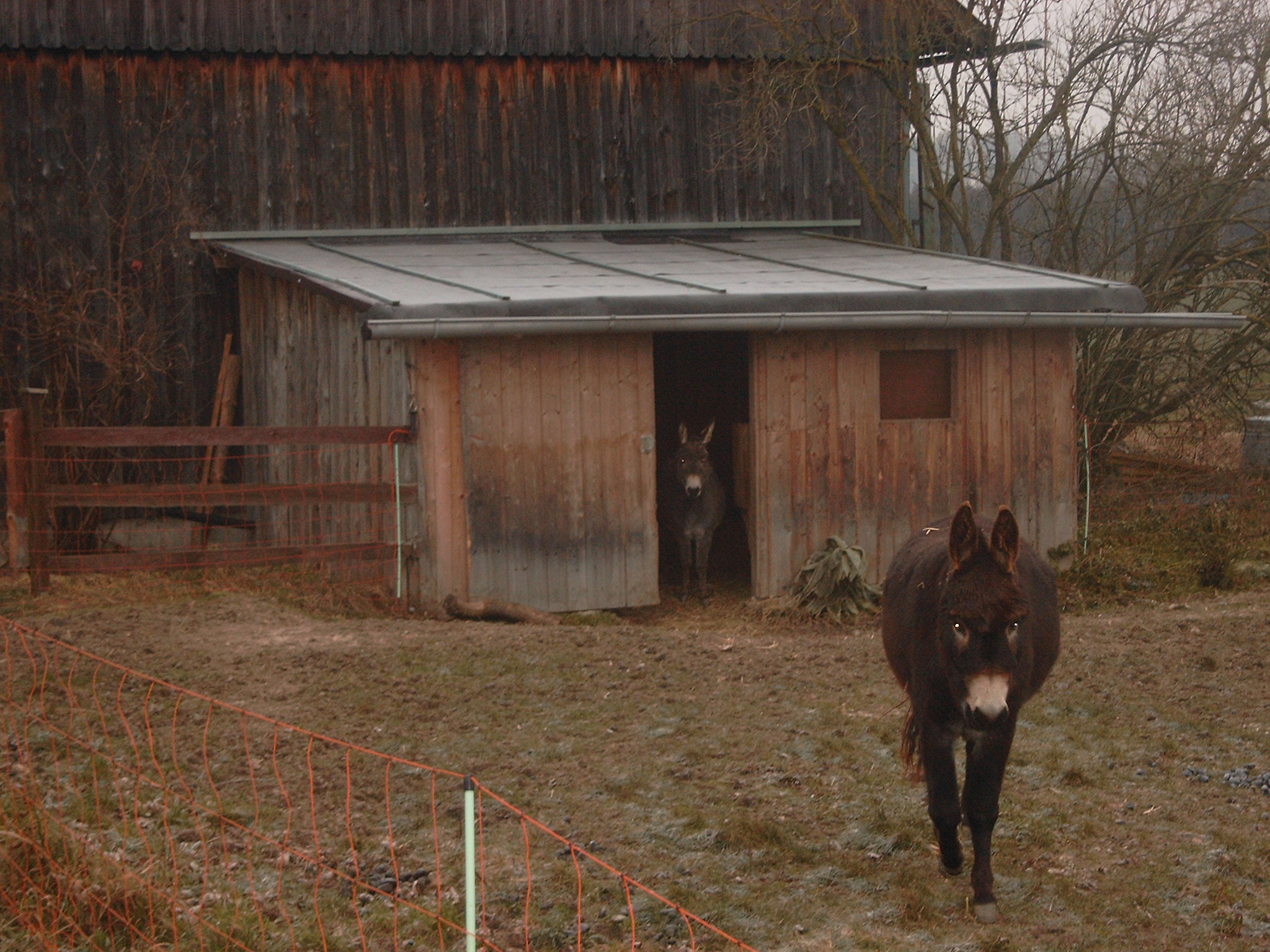 Der Stall und beide Esel